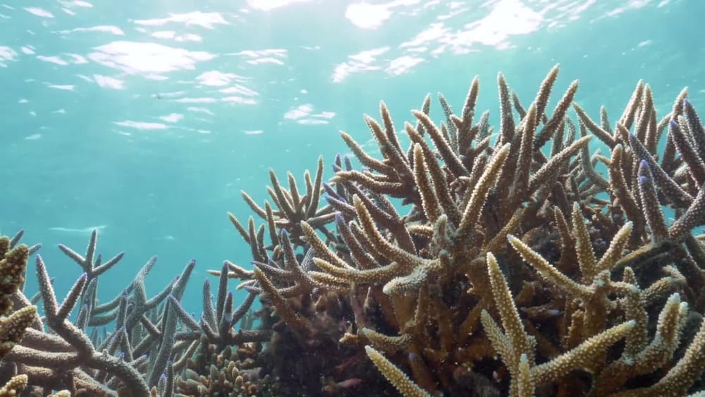 Acroporid Affiliations in the Lagoons of Lakshadweep
