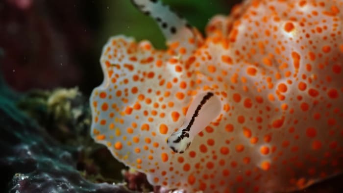 Nudibranchs: The Secret Colourful World of Sea Slugs