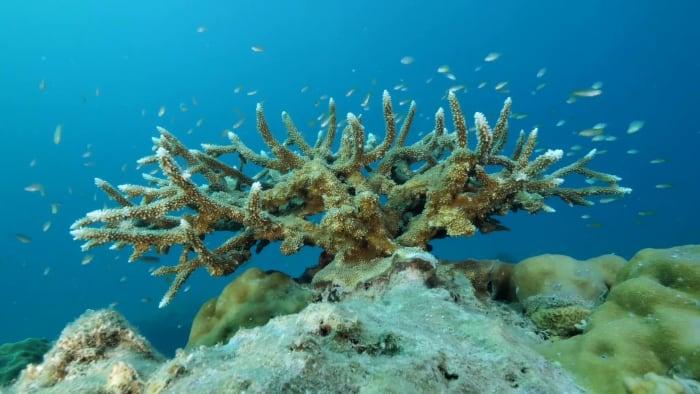 The Rise and Fall of Acropora