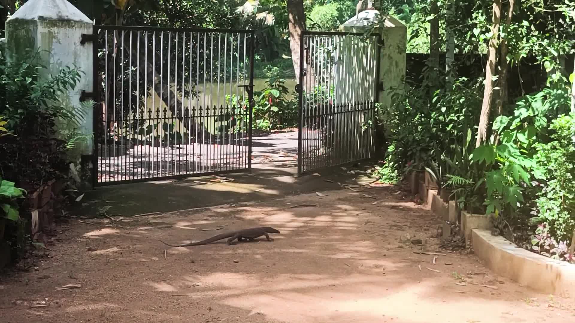 Subtle Showstoppers: Bowled Over by the Monitors in My Yard