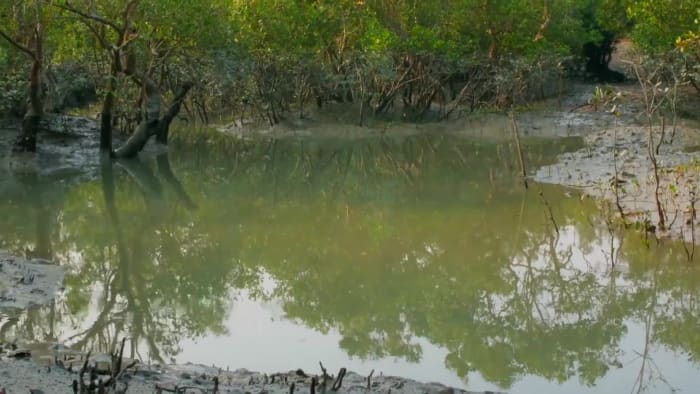 Sultry Sundarbans: The Tide, the Forest, and the Tiger Goddess