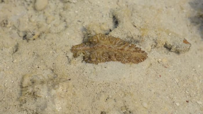Marine Flatworms: Magic Carpets of the Seas