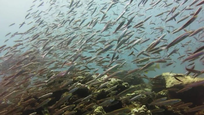 Turbid Seas: A Soup of Minerals and Marine Wonders