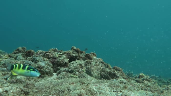 The Nutcracker Suite: Fish that Use Tools to Crack Open Shells