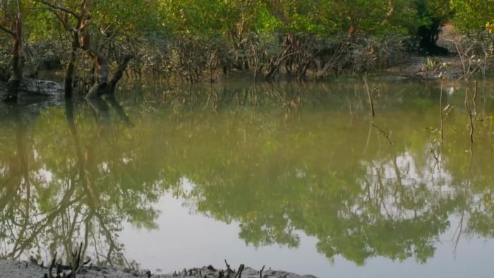 Sultry Sundarbans: The Tide, the Forest, and the Tiger Goddess