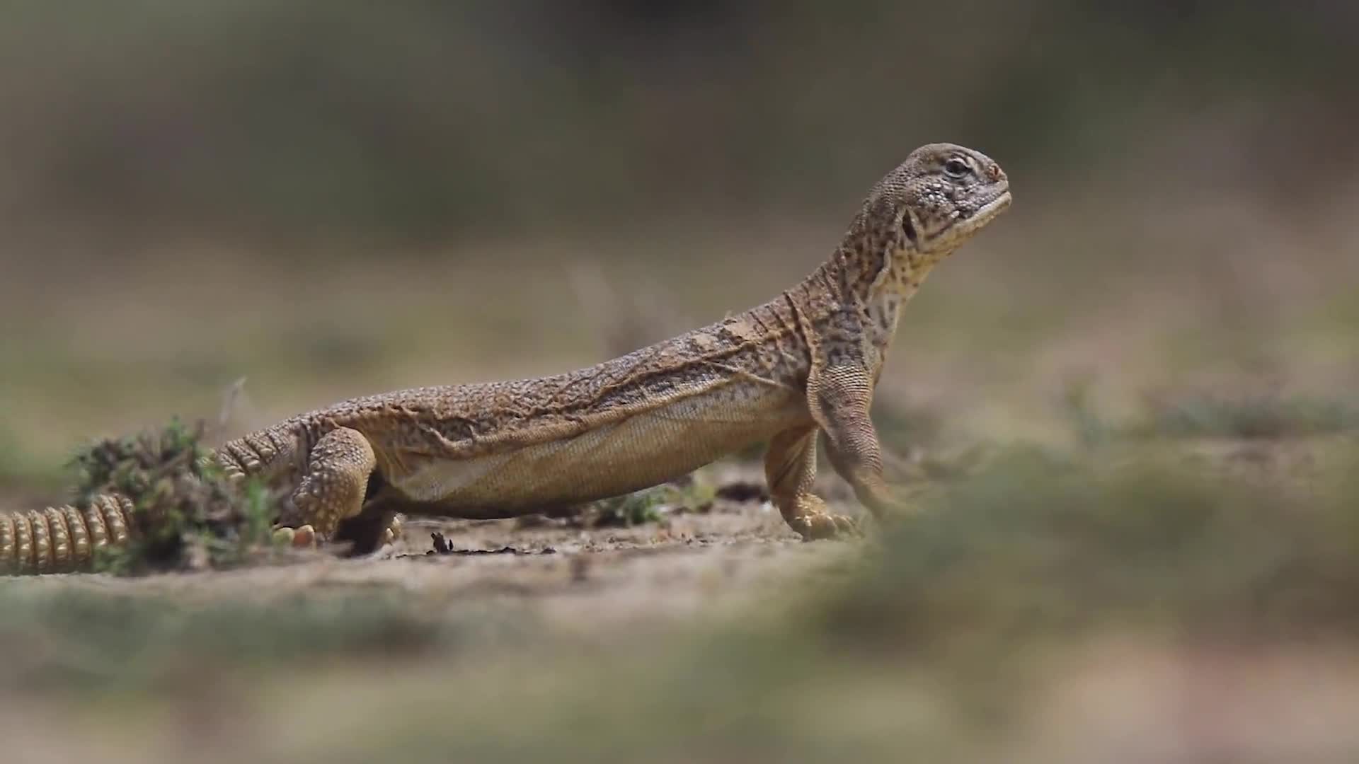 Trailing the Spiny-tailed Lizard in Kachchh, Gujarat