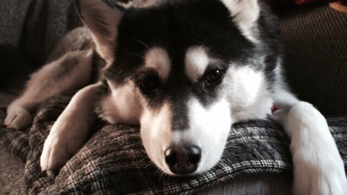 Dog Services Richmond Va Reviews Dog Services Richmond Va Reviews
