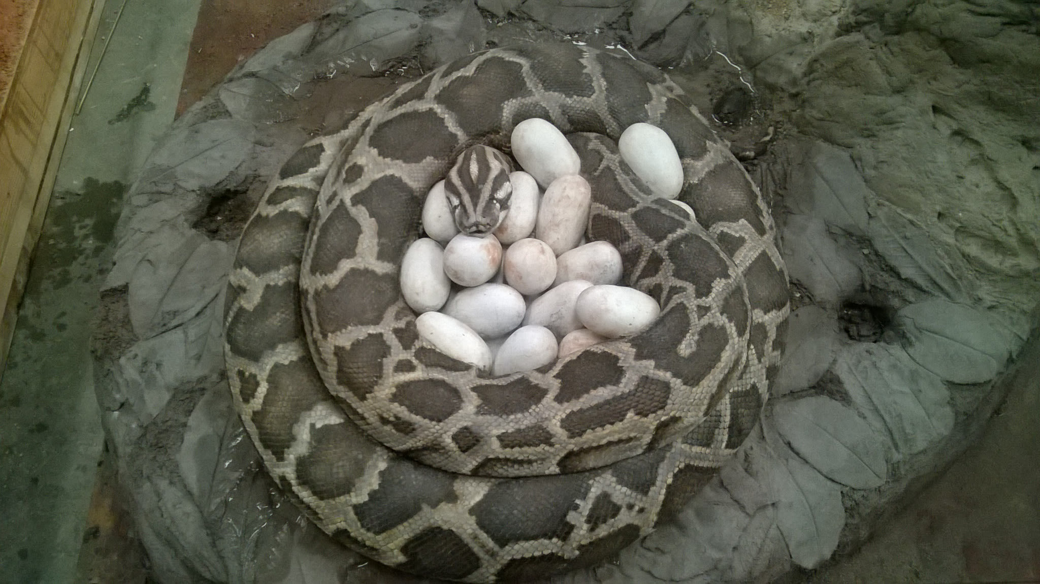 pyhton - Rossella Scapini - Sculptor and mold maker