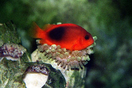 Fire Clownfish (Amphiprion Ephippium) — PT Tirta Bahari Abadi Indonesia