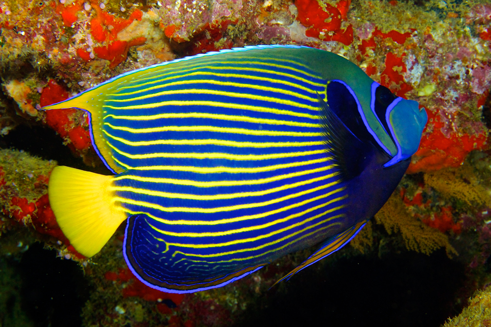 Emperor Angelfish (Pomacanthus Imperator) — PT Tirta Bahari Abadi Indonesia