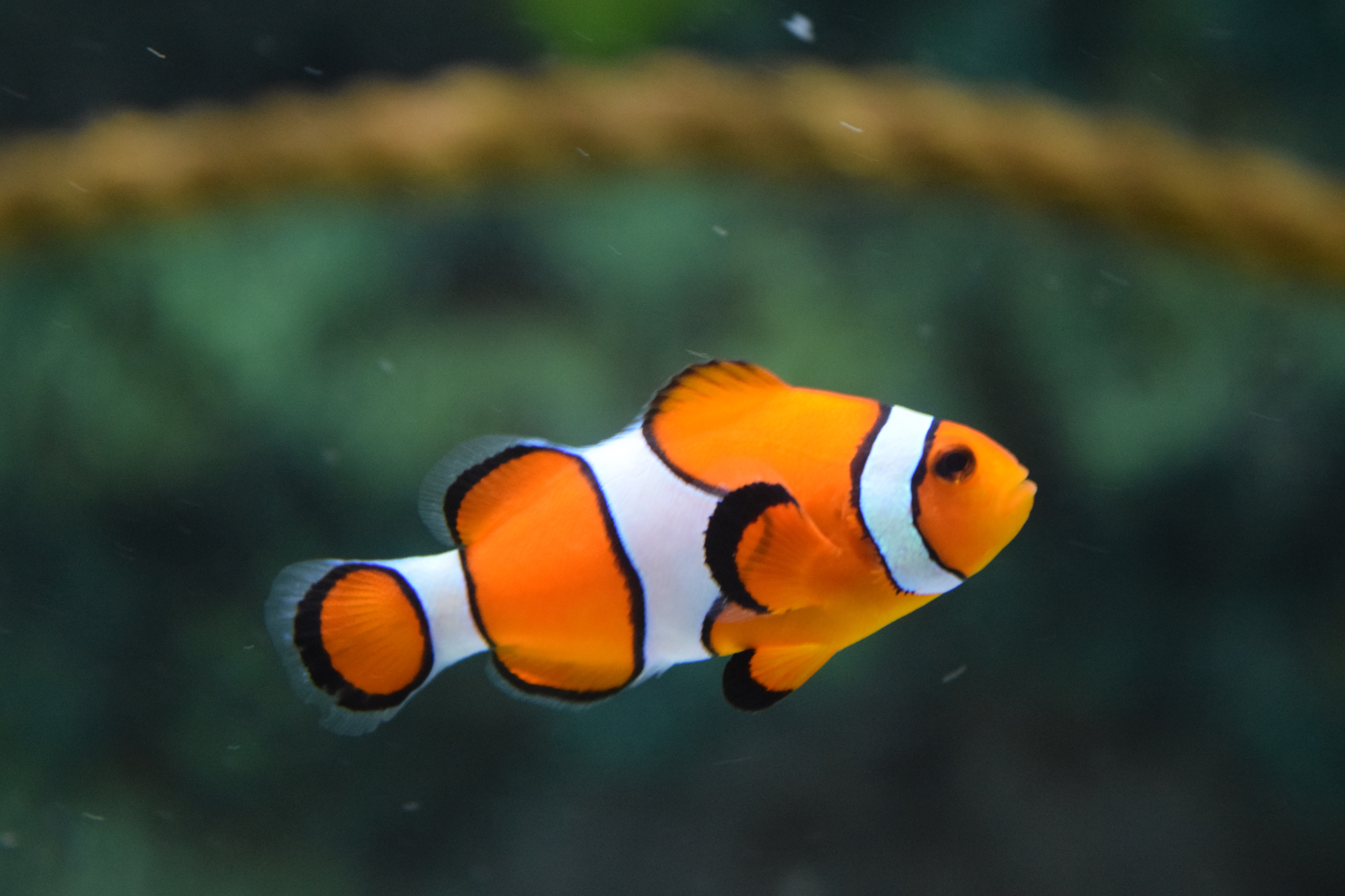 Orange Percula Clownfish (Amphiprion Occelaris) — PT Tirta Bahari Abadi Indonesia