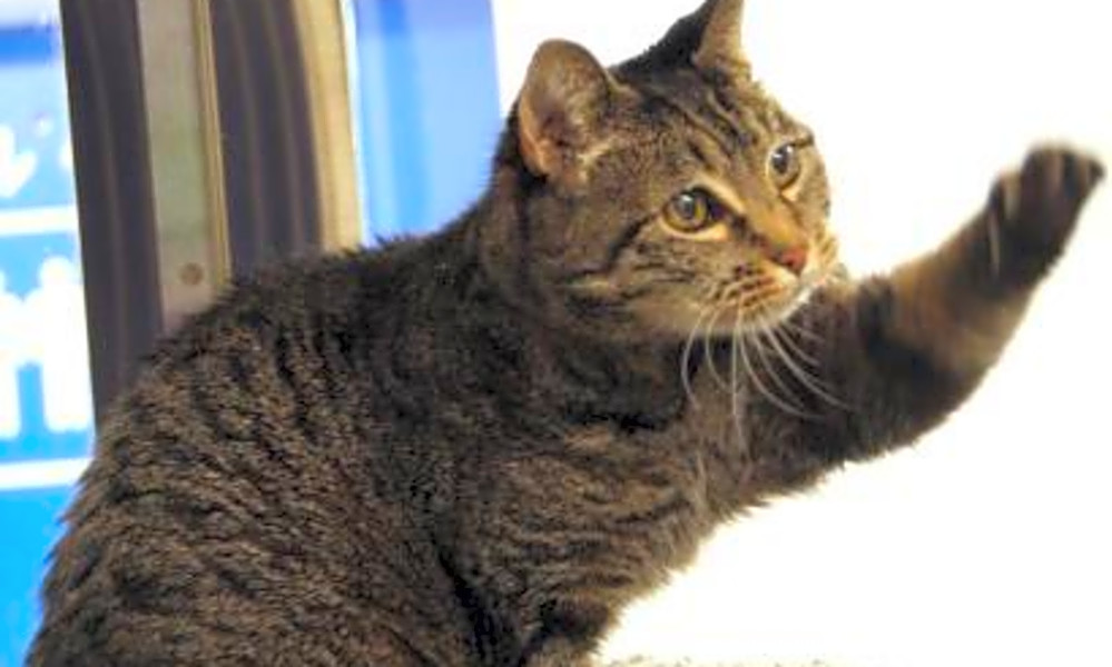 These Seattle-based cats are up for adoption and in need ...