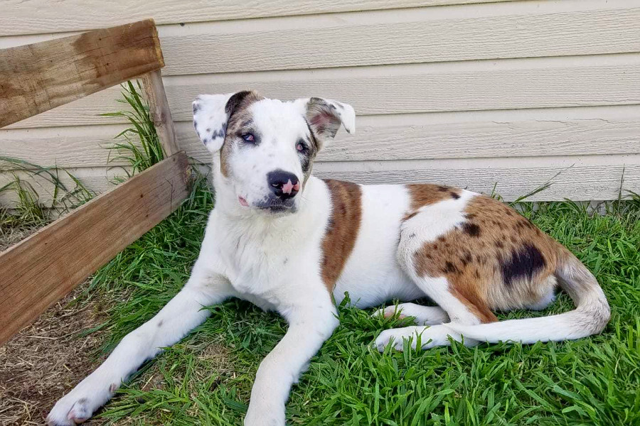 Puppies In Oklahoma City Looking For Their Furr Ever Homes Hoodline