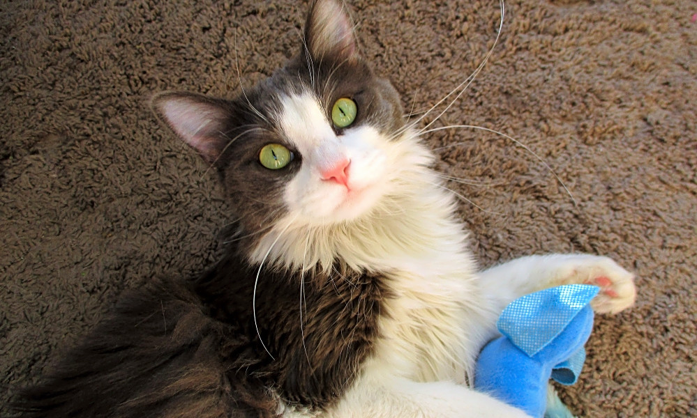 These Las Vegas Based Kitties Are Up For Adoption And In Need Of A