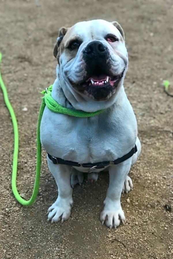 Want To Adopt A Pet Here Are 7 Cuddly Canines To Adopt Now In Santa