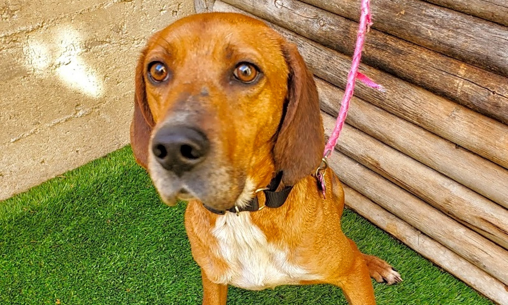 Redbone coonhound border collie mix sales
