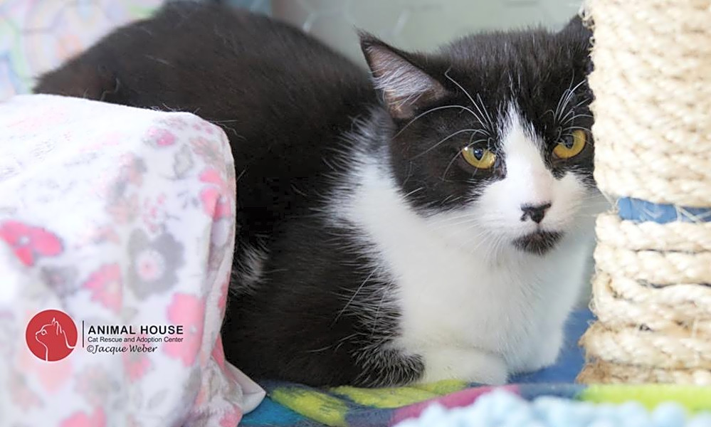 Looking To Adopt A Pet Here Are 7 Lovable Kitties To Adopt Now In
