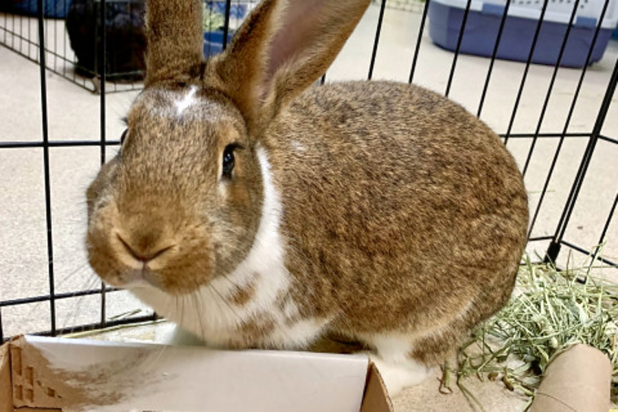 Rabbits in Indianapolis looking for their furever homes