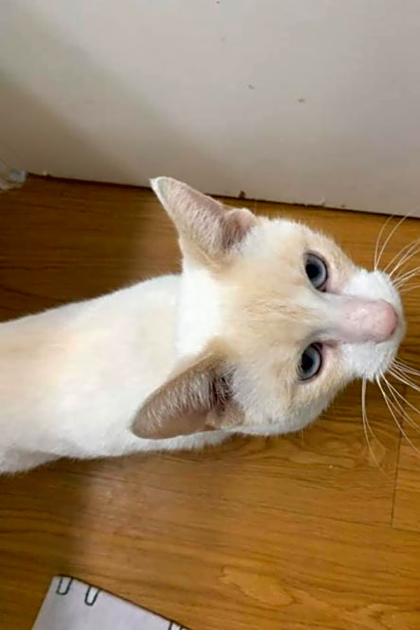 These Austin Based Cats Are Up For Adoption And In Need Of A Good
