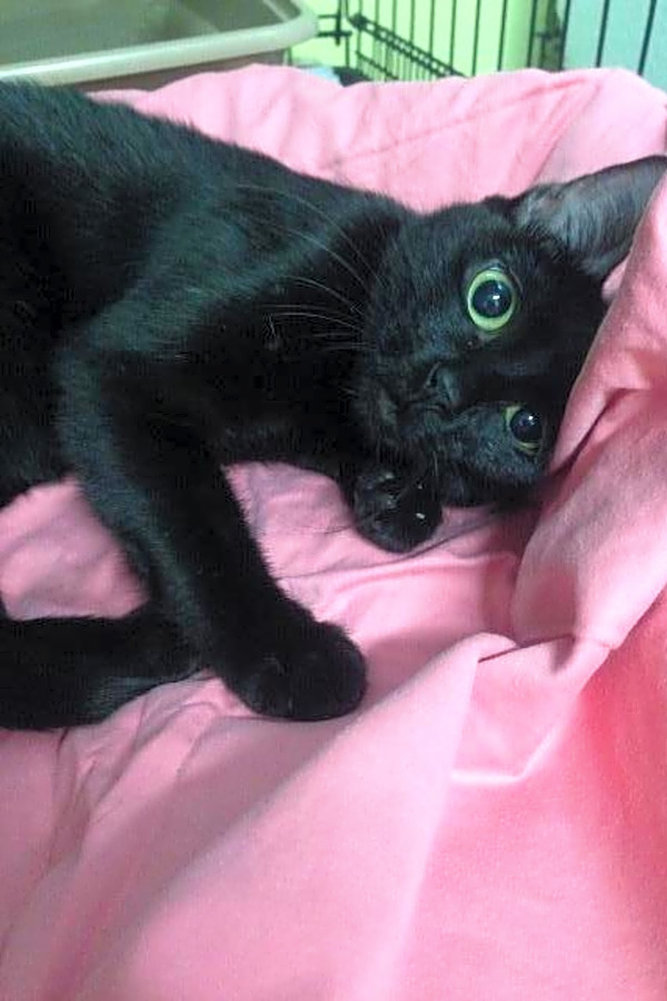 7 Cool Kitties To Adopt Now In New Orleans Hoodline