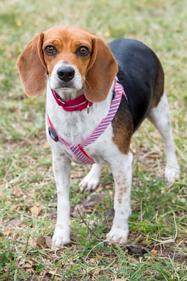 These Miami Based Dogs Are Up For Adoption And In Need Of A Good Home