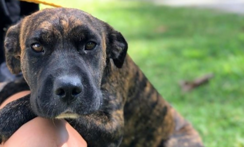 These Orlando Based Dogs Are Up For Adoption And In Need Of A Good Home See & hear the animals that start with the letter p. orlando based dogs are up for adoption