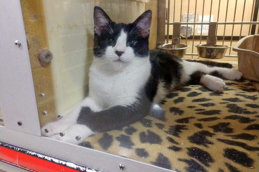 Kittens In Oklahoma City Looking For Their Furr Ever Homes Hoodline