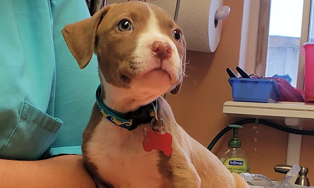 Want To Adopt A Pet Here Are 7 Perfect Puppies To Adopt Now In