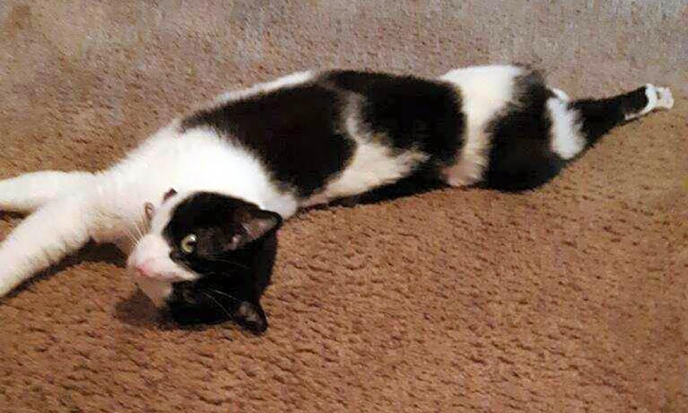 7 Cool Kitties To Adopt Now In Phoenix Hoodline
