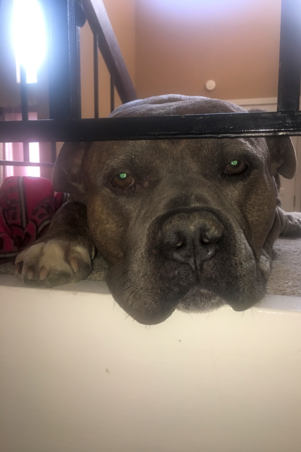 5 Lovable Pups To Adopt Now In Oakland Our adoption procedure is designed to find a good match between the. 5 lovable pups to adopt now in oakland