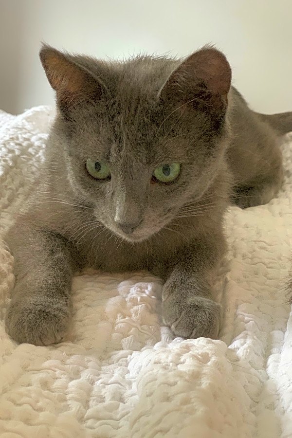 These Long Beach Based Cats Are Up For Adoption Hoodline