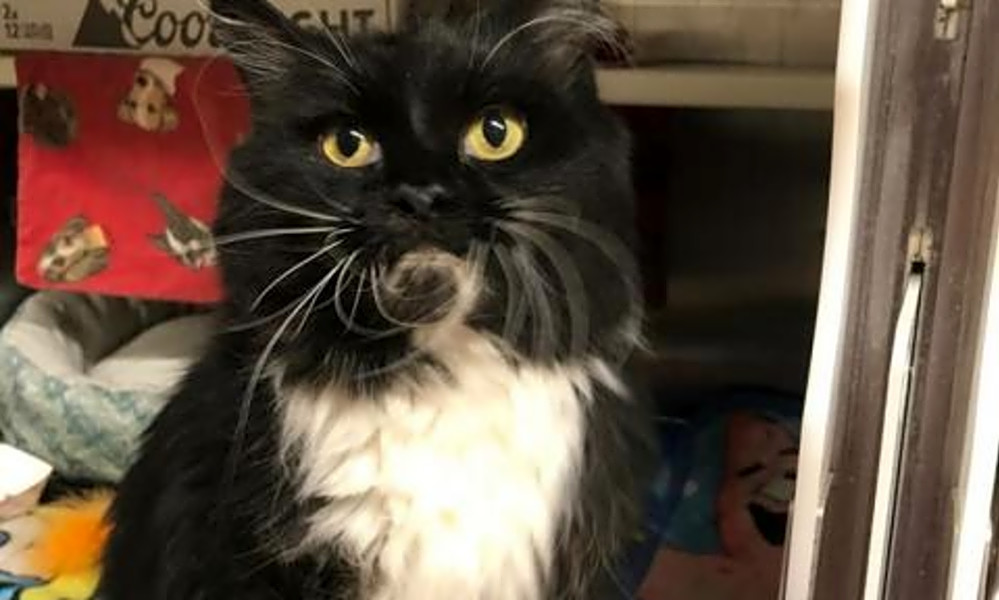 Want To Adopt A Pet Here Are 6 Furry Felines To Adopt Now In
