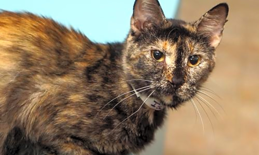 6 Lovable Kitties To Adopt Now In Tucson Hoodline