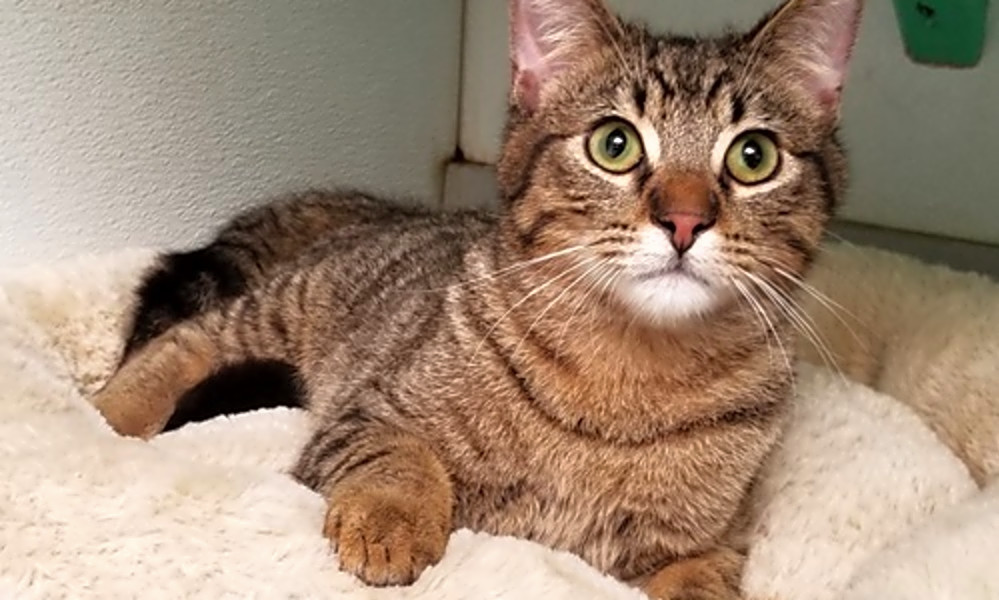 Cats In Dallas Looking For Their Fur Ever Homes Hoodline