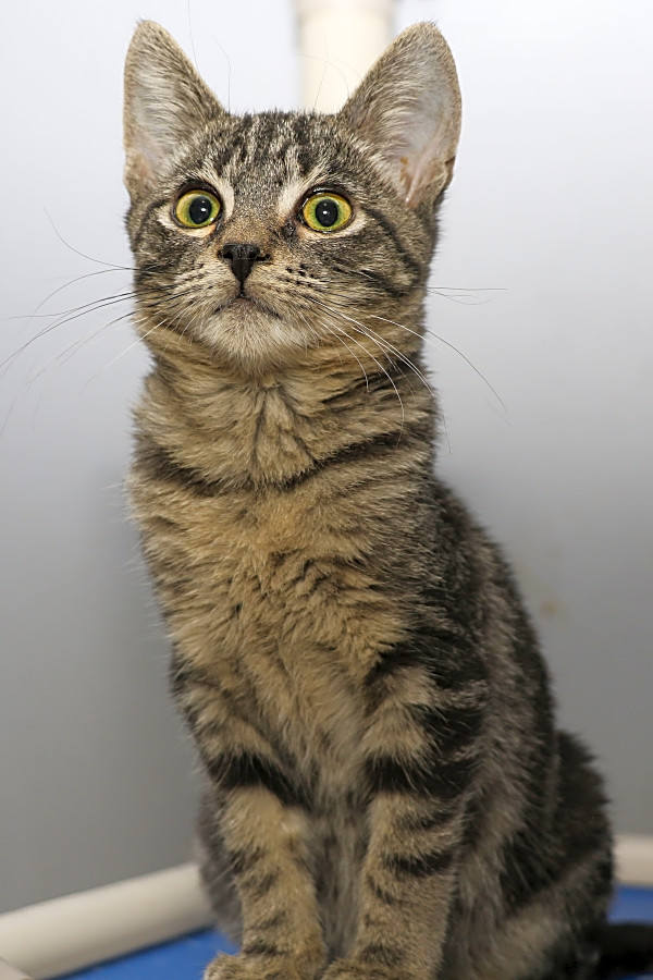 These Charlotte Based Kittens Are Up For Adoption And In Need Of A