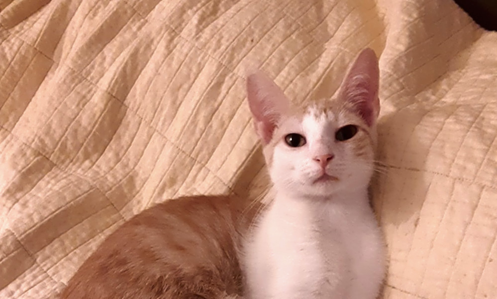 7 Cuddly Kittens To Adopt Now In New York City Hoodline