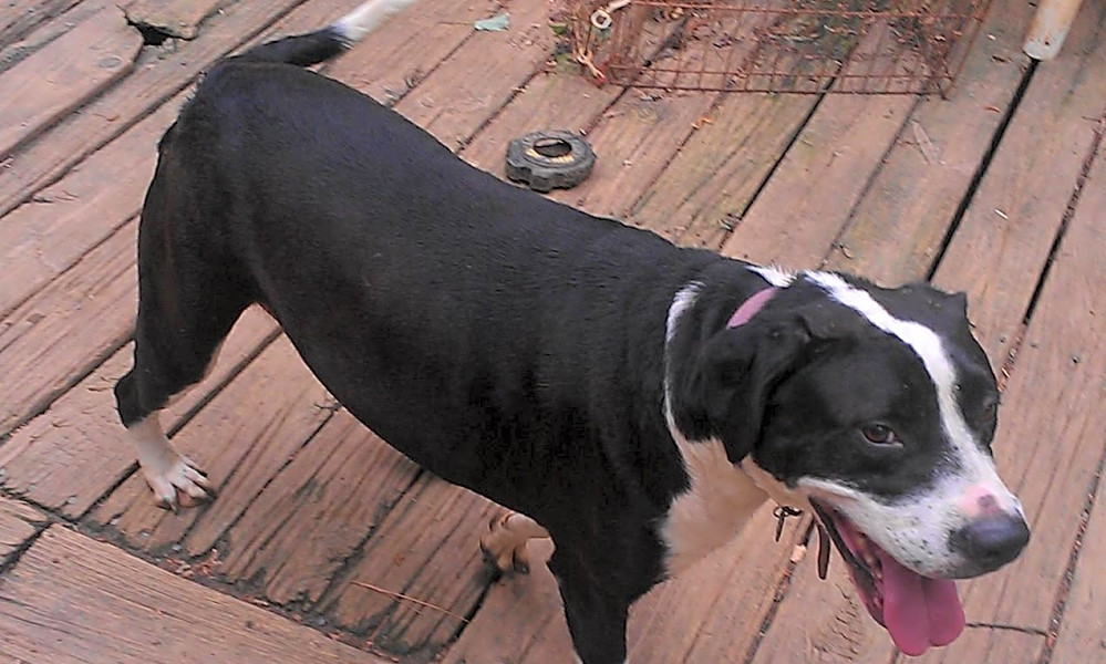 5 Cuddly Canines To Adopt Now In Atlanta Hoodline