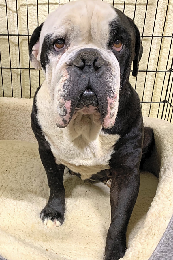 Want To Adopt A Pet Here Are 7 Delightful Dogs Ready For
