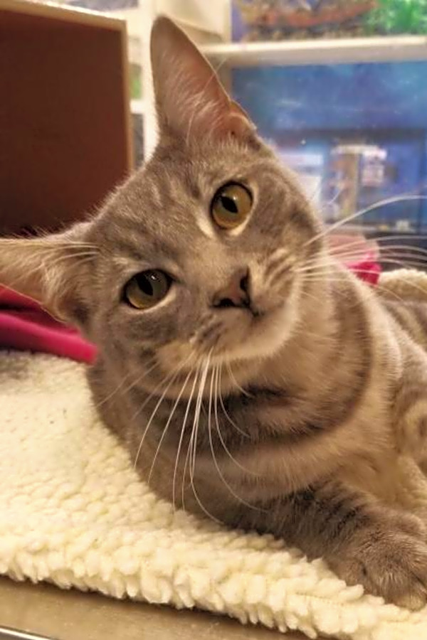 These Austin Based Cats Are Up For Adoption And In Need Of A Good