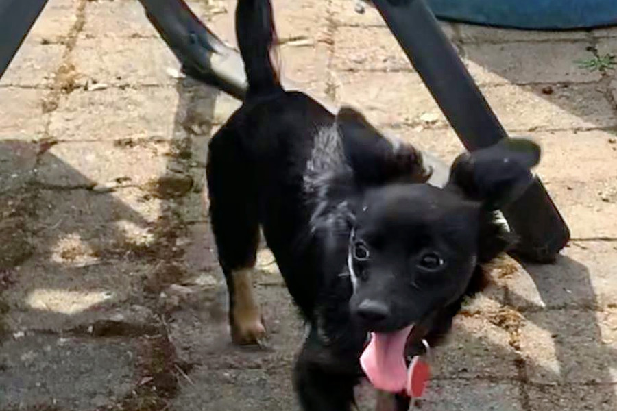 my way home dog rescue