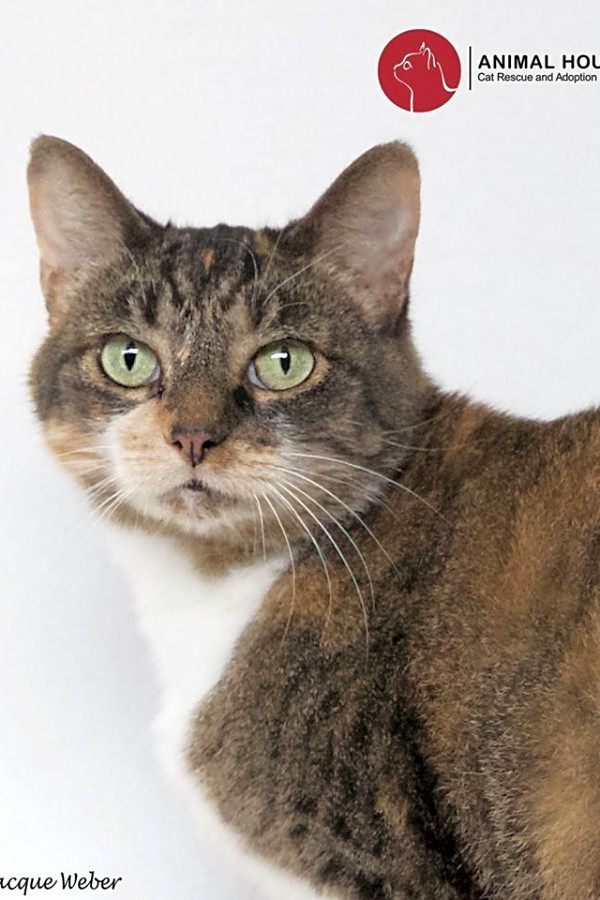 Want To Adopt A Pet Here Are 6 Cool Kitties To Adopt Now In St