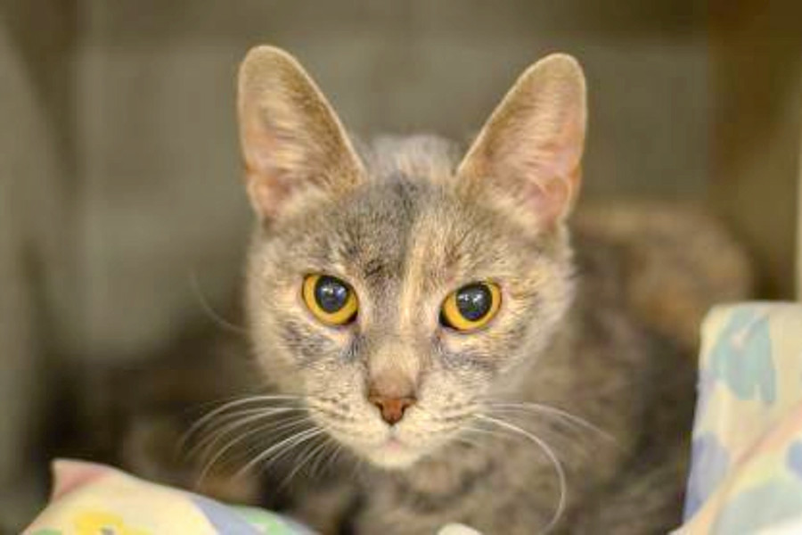 Cuteness Overload 6 Furry Felines To Adopt Now In Philadelphia