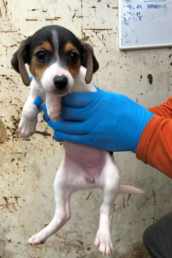 Want To Adopt A Pet Here Are 3 Precious Puppies To Adopt Now In