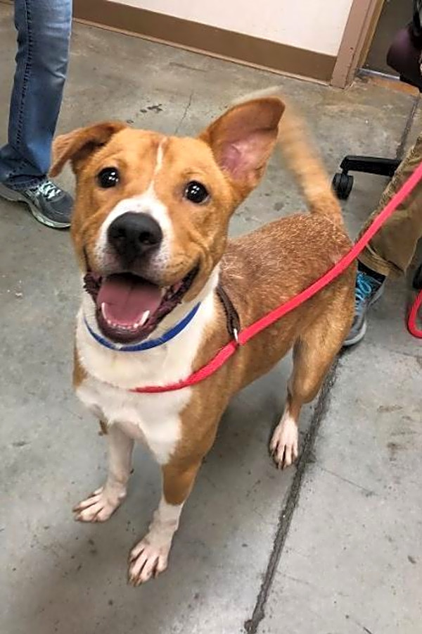 5 Lovable Pups To Adopt Now In El Paso