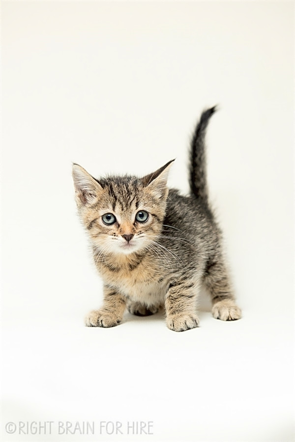 Want To Adopt A Pet Here Are 7 Fluffy Felines To Adopt Now In Oakland Hoodline