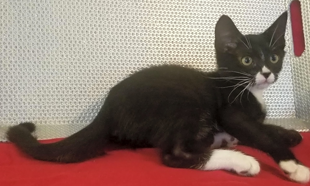 Looking To Adopt A Pet Here Are 6 Cuddly Kittens To Adopt Now In