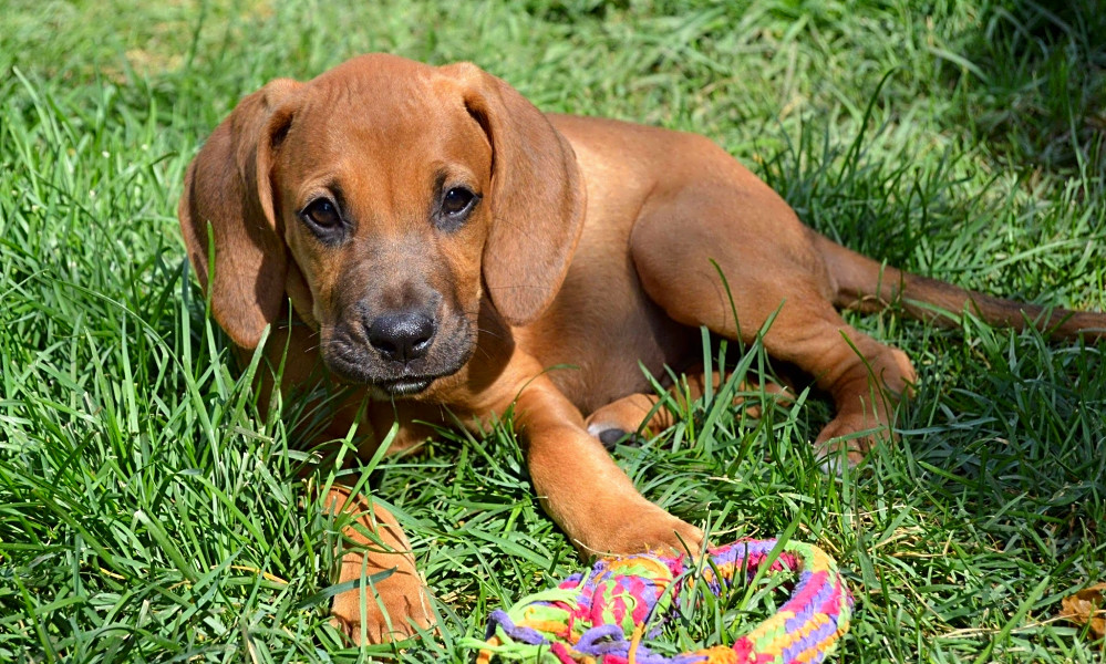 Bloodhound mix puppies outlet