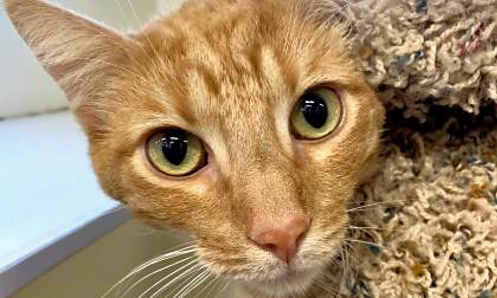 6 lovable kitties to adopt now in Sacramento