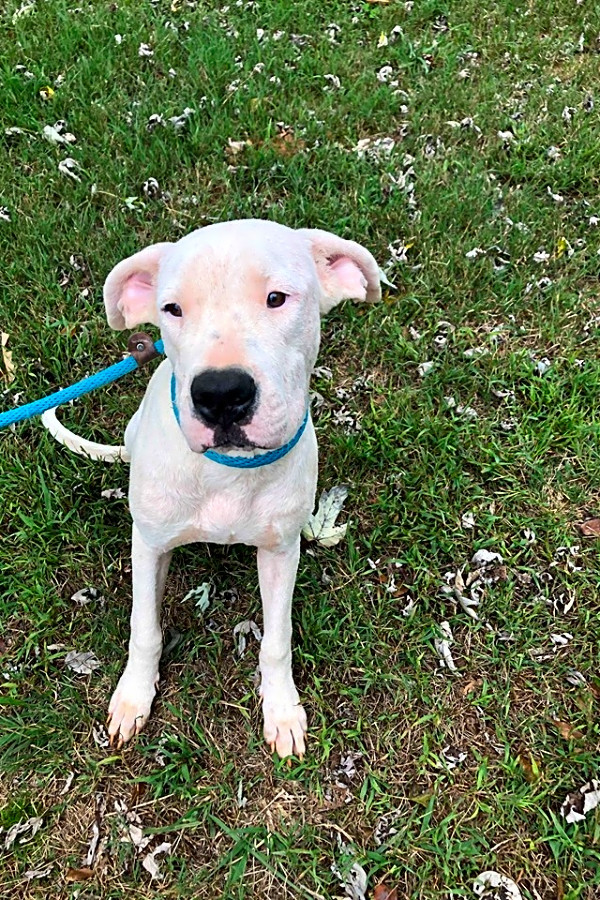 Looking To Adopt A Pet Here Are 6 Cuddly Canines To Adopt Now In