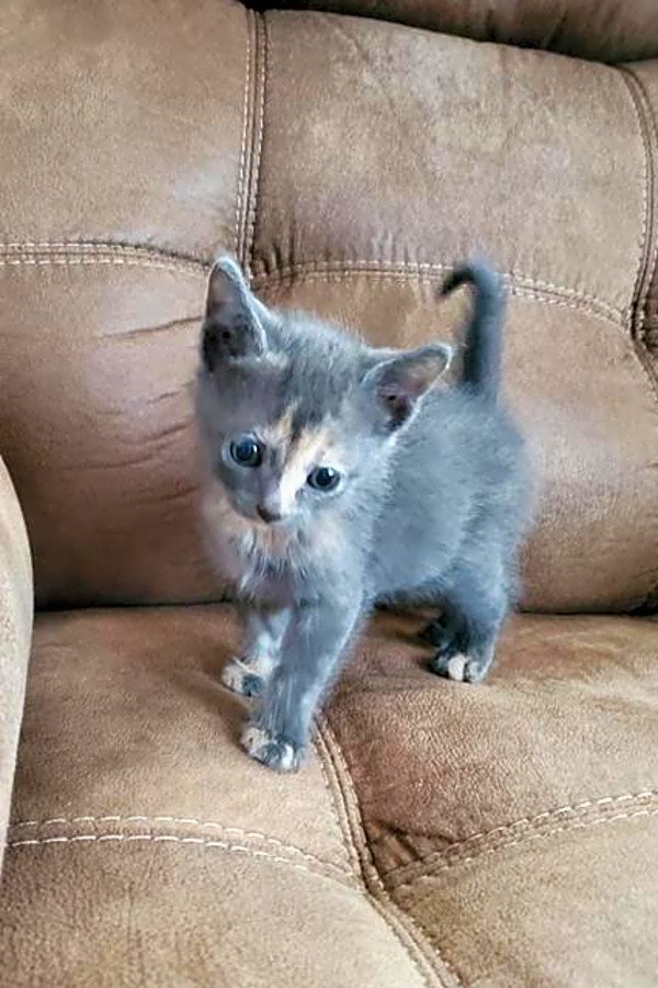 Want To Adopt A Pet Here Are 6 Cuddly Kittens To Adopt Now In